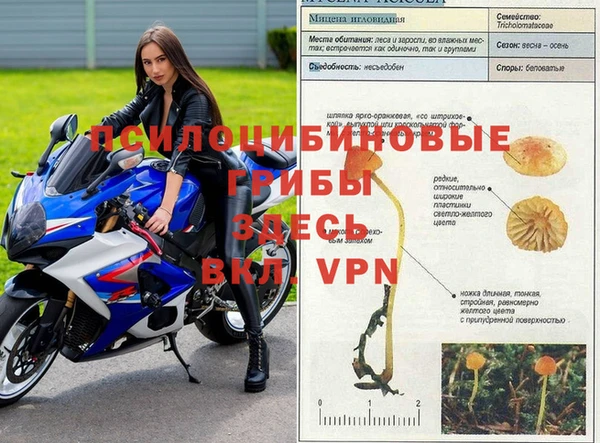 PSILOCYBIN Заволжск